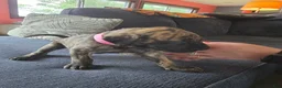 Mixed Breed dogs for sale: Pink-Full Brindle - Ad 5