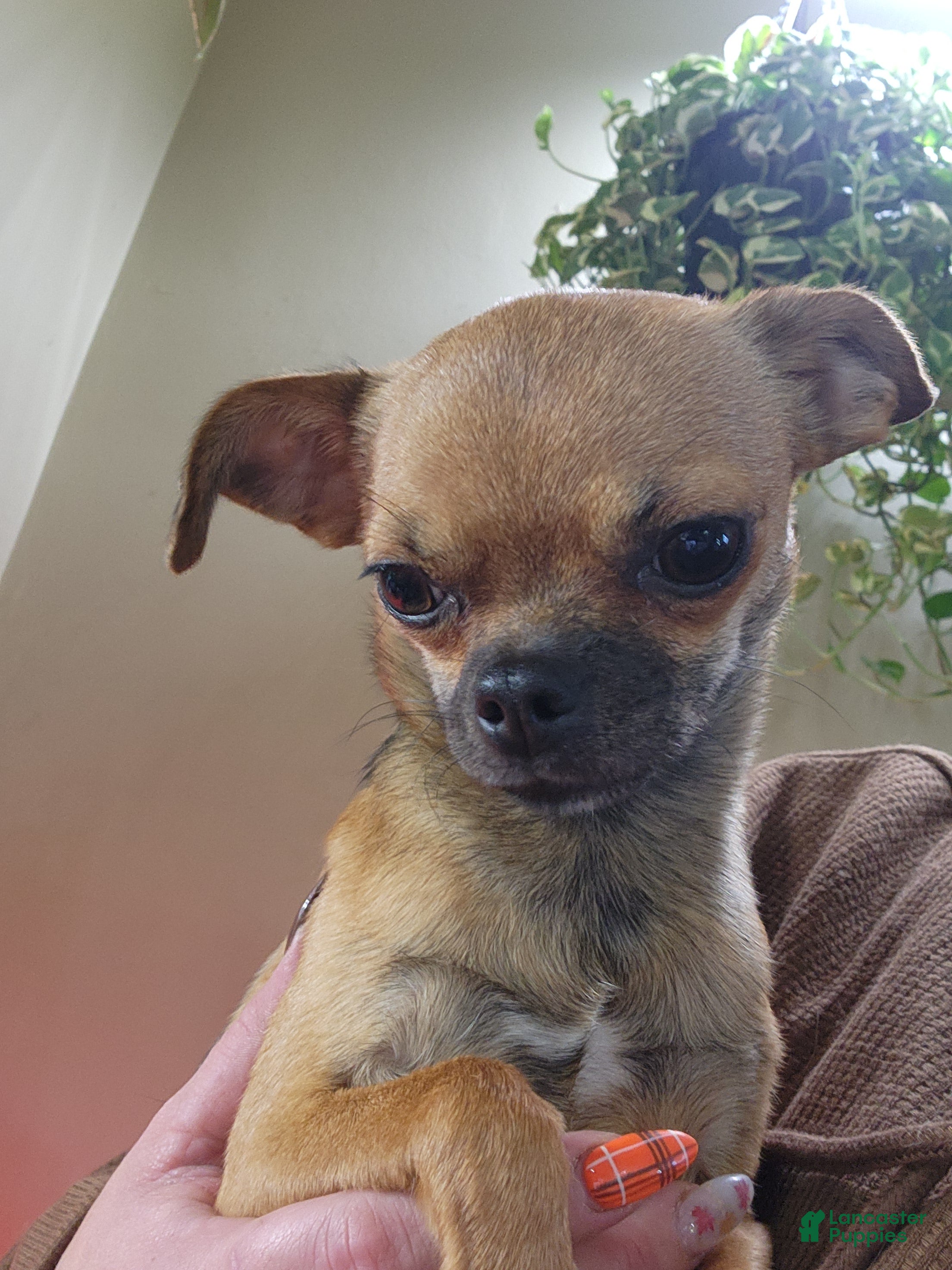 Chihuahua dogs Zena  - Ad 39