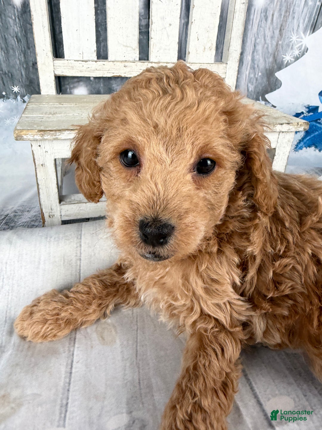 Cavapoo dogs for sale: Willy - Ad 1