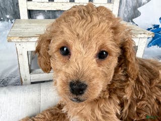 Cavapoo dogs Willy - Ad 26