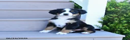 Bernese Mountain Dog dogs for sale: Daisy - Ad 2