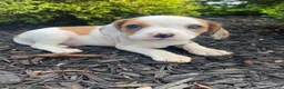 Mixed Breed dogs for sale: Annie - Ad 11