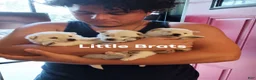 Shiba Inu dogs for sale: Tiny F - Ad 3