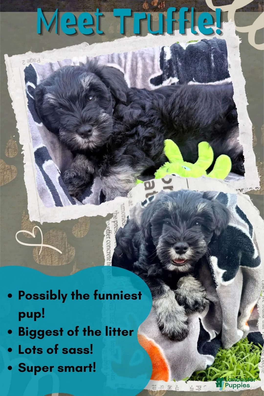 Miniature Schnauzer dogs for sale: Truffle - Ad 1
