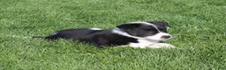 Border Collie dogs for sale: Polly - Ad 3