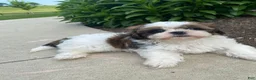 Shih Tzu dogs for sale: Tina - Ad 12