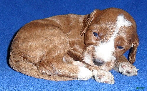 Cockapoo dogs Frankie - Ad 2