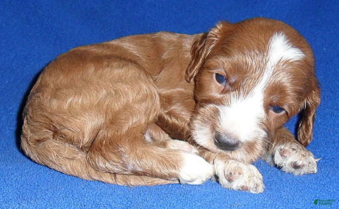 Cockapoo dogs for sale: Frankie - Ad 2