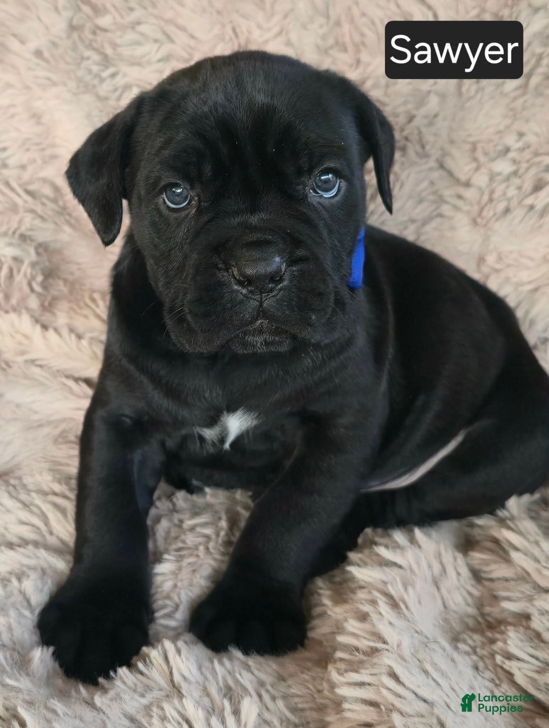 Cane Corso dogs for sale: Sawyer - Ad 2