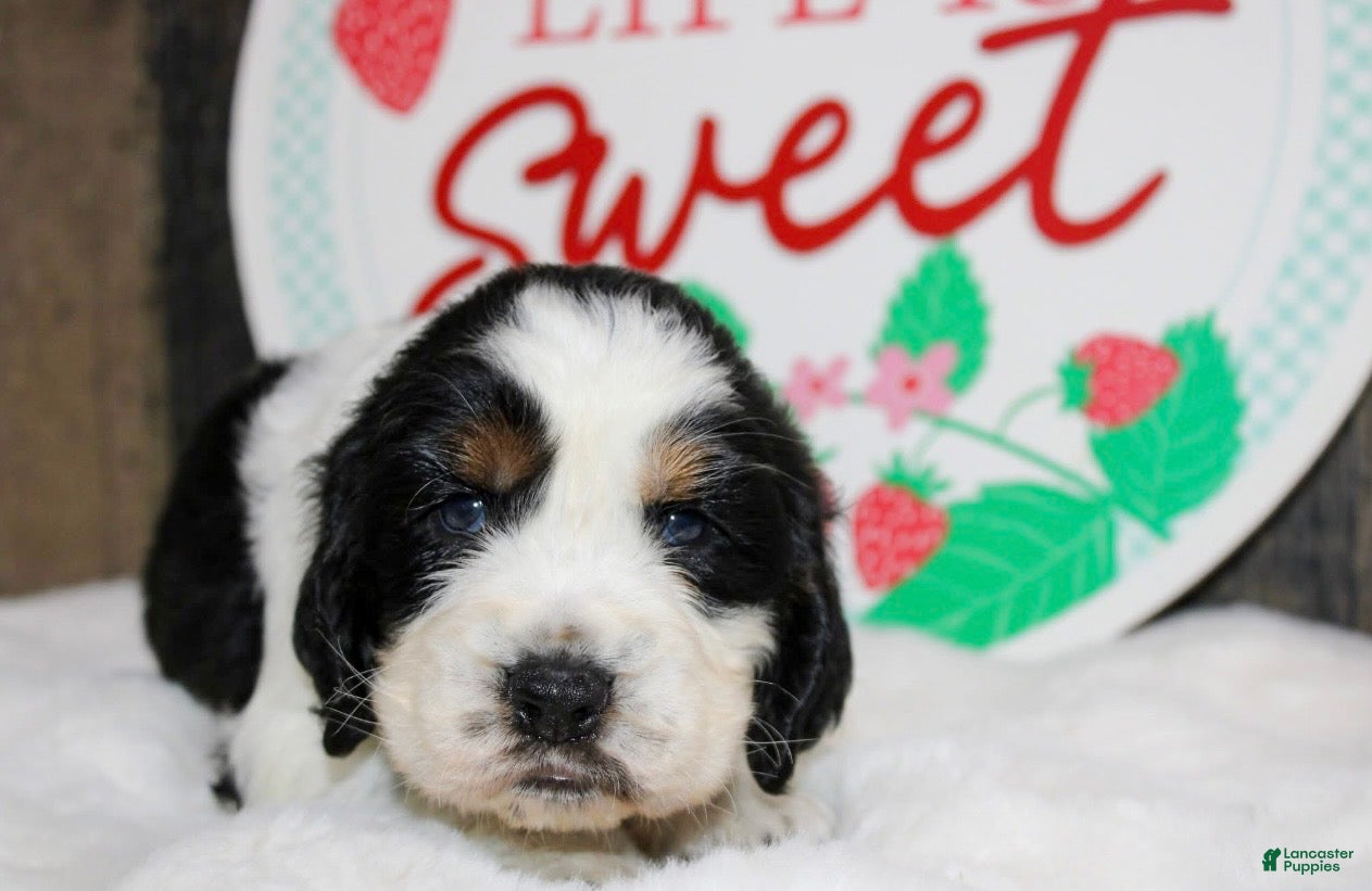 English Springer Spaniel dogs Chester - Ad 1