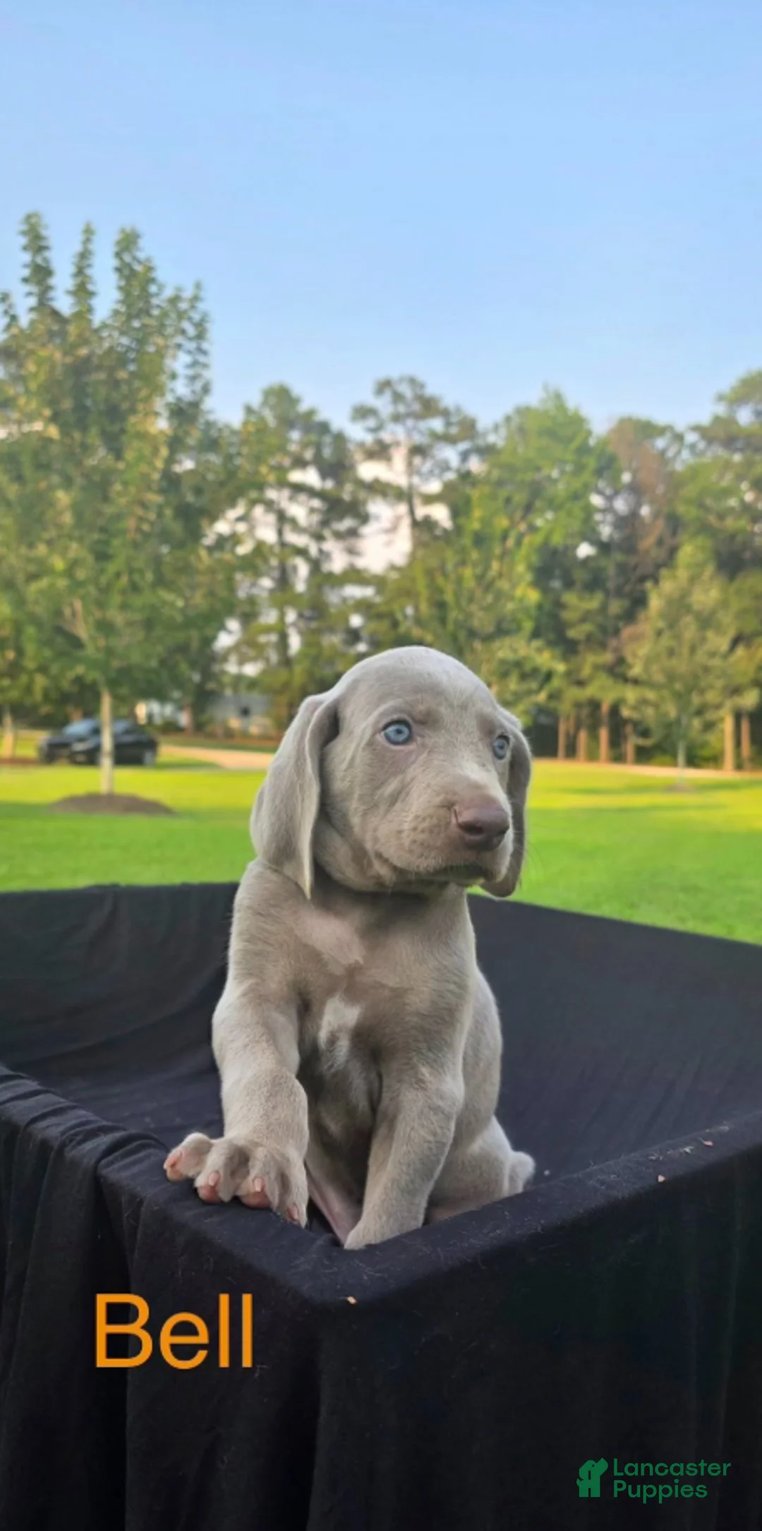 Weimaraner dogs for sale: Bell - Ad 2