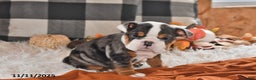 Olde English Bulldogge dogs for sale: Mila - Ad 6