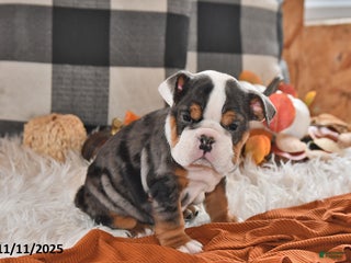 Olde English Bulldogge dogs Mila - Ad 7