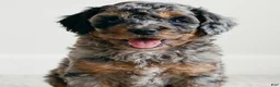 Cockapoo dogs for sale: coco - Ad 6