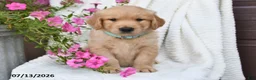 Golden Retriever dogs for sale: Coby - Ad 5
