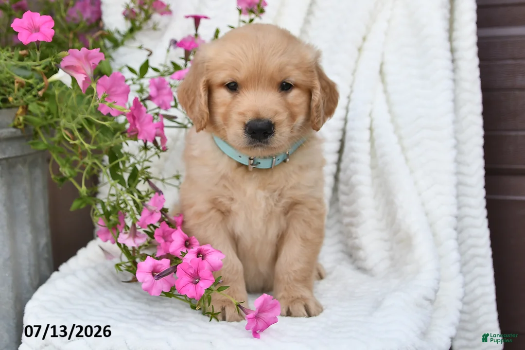 Golden Retriever dogs for sale: Coby - Ad 5