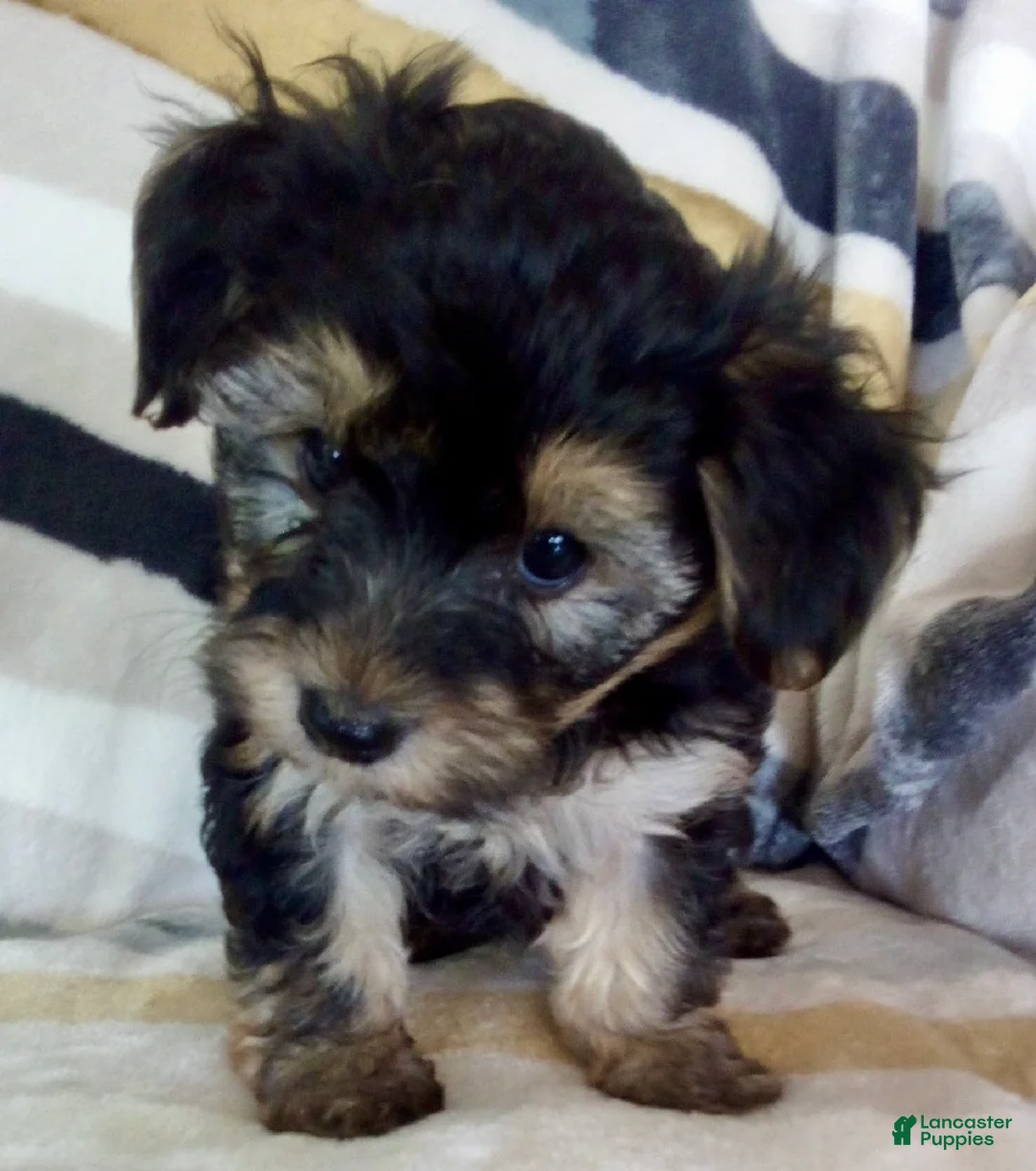 Yochon dogs for sale: Morris - Ad 5