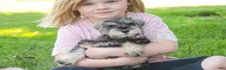 Miniature Schnauzer dogs for sale: Nancy Lynn - Ad 6