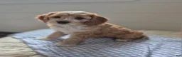 Cockapoo dogs for sale: Finley - Ad 3