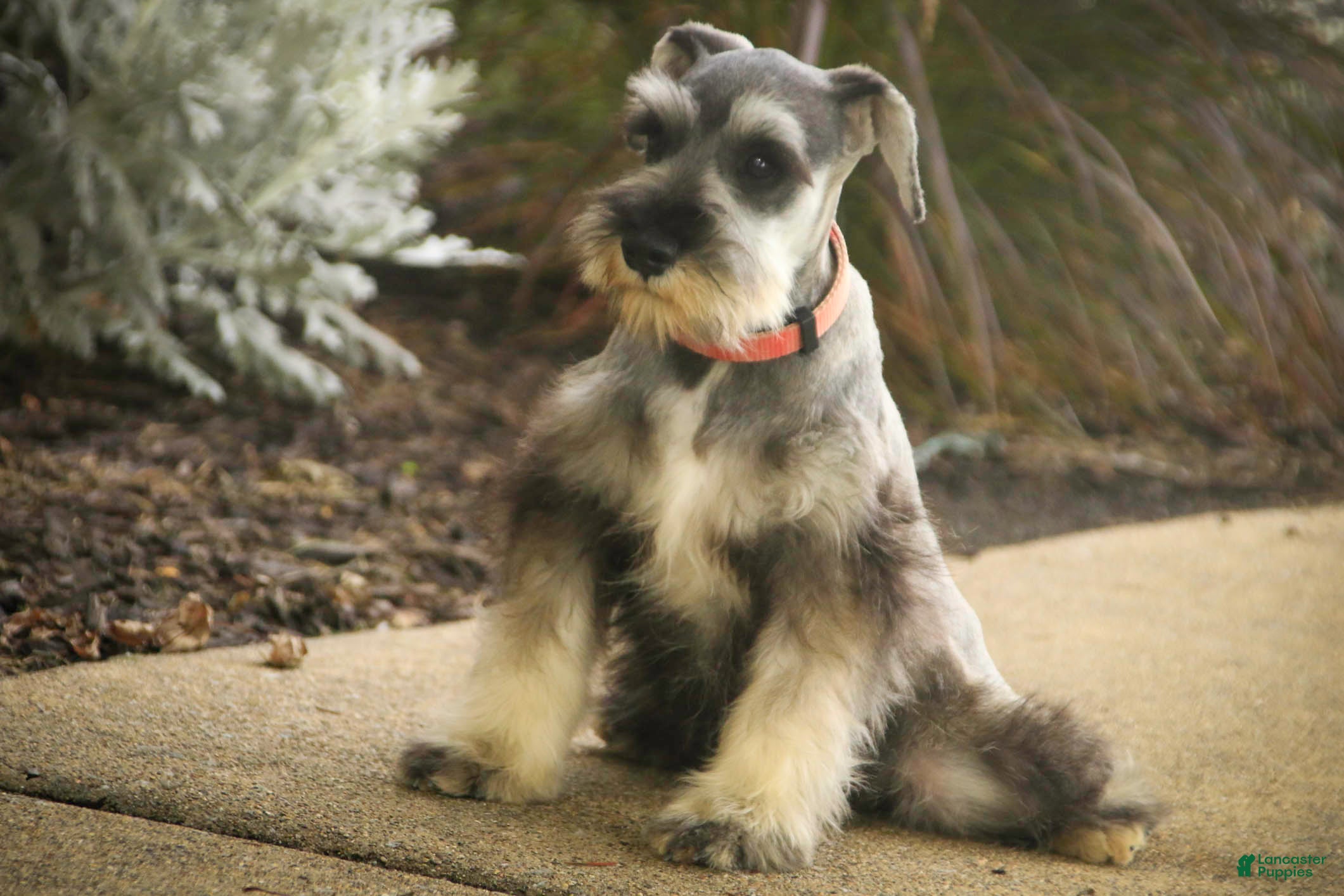 Miniature Schnauzer dogs Quest Miniature Schnauzer (crate and leash Trained) - Ad 2