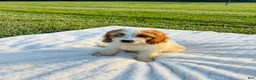 Cavapoo dogs for sale: Bruno - Ad 1