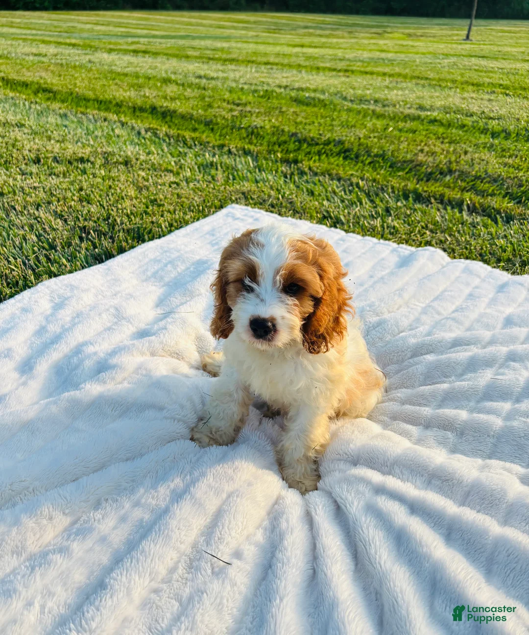 Cavapoo dogs for sale: Bruno - Ad 1