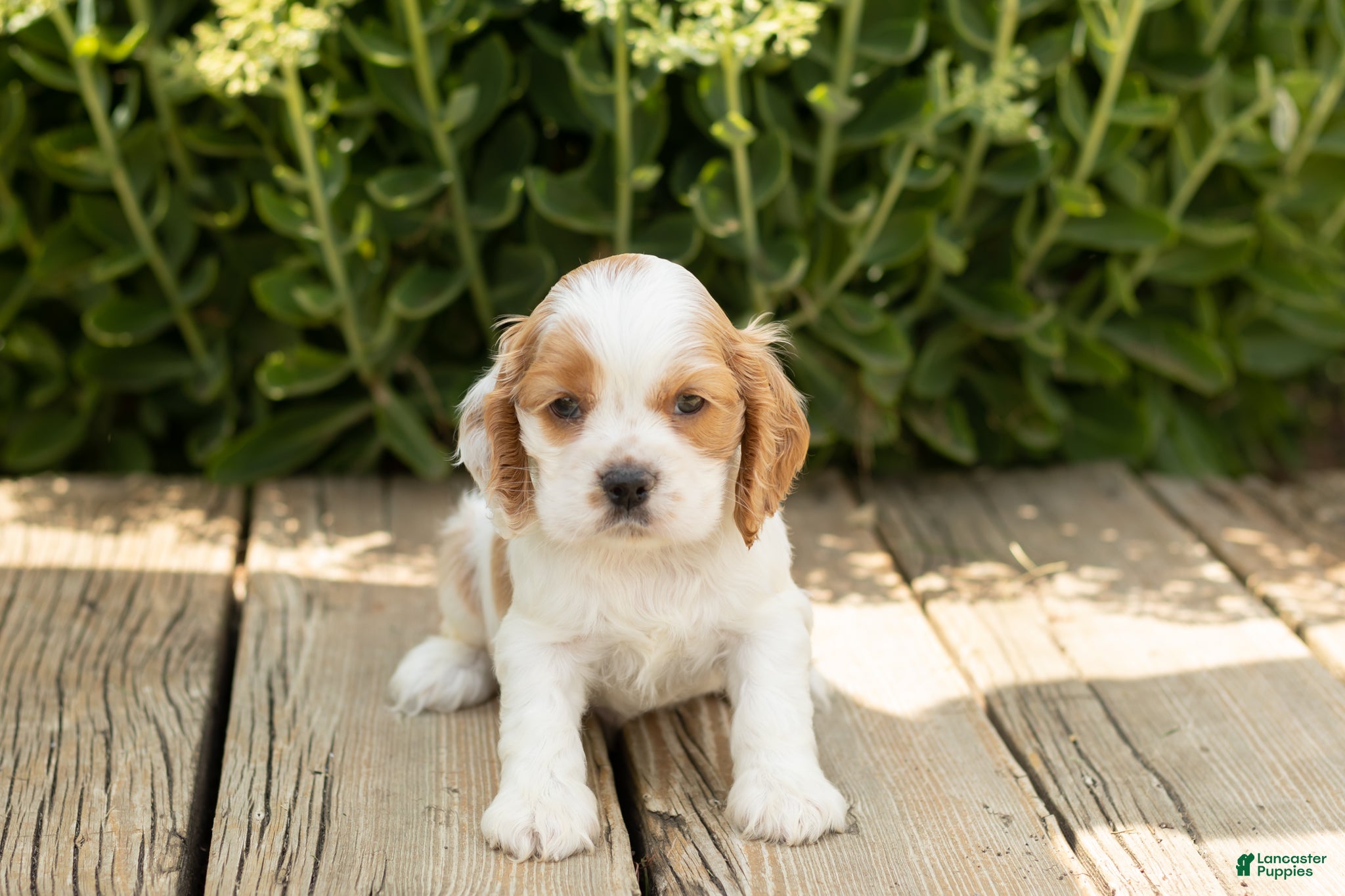 Cocker Spaniel dogs Brooks  - Ad 34