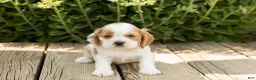 Cocker Spaniel dogs for sale: Brooks  - Ad 1