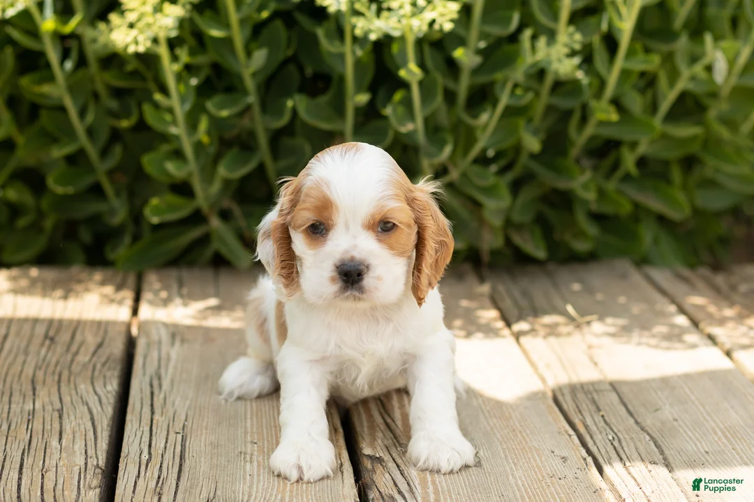 Cocker Spaniel dogs for sale: Brooks  - Ad 1