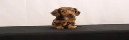 Dachshund dogs for sale: Pinto - Ad 8