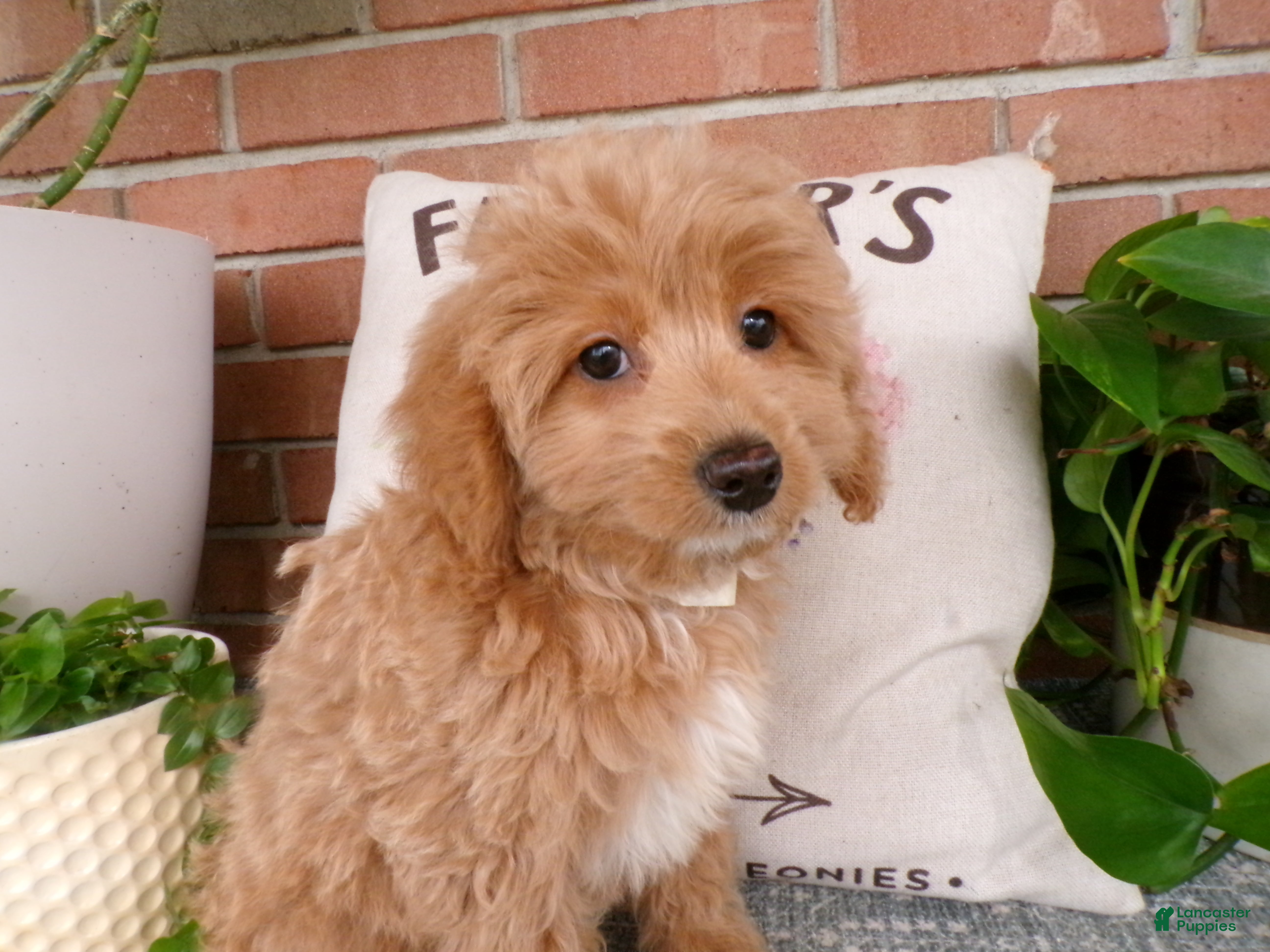 Mini Goldendoodle dogs Bonnie - Ad 1
