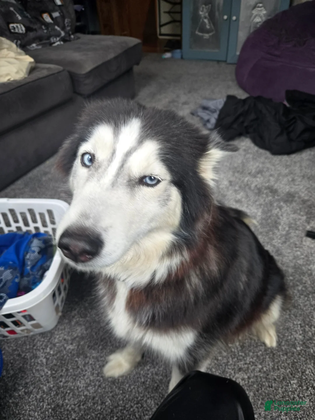 Siberian Husky dogs for sale: Girlie - Ad 6