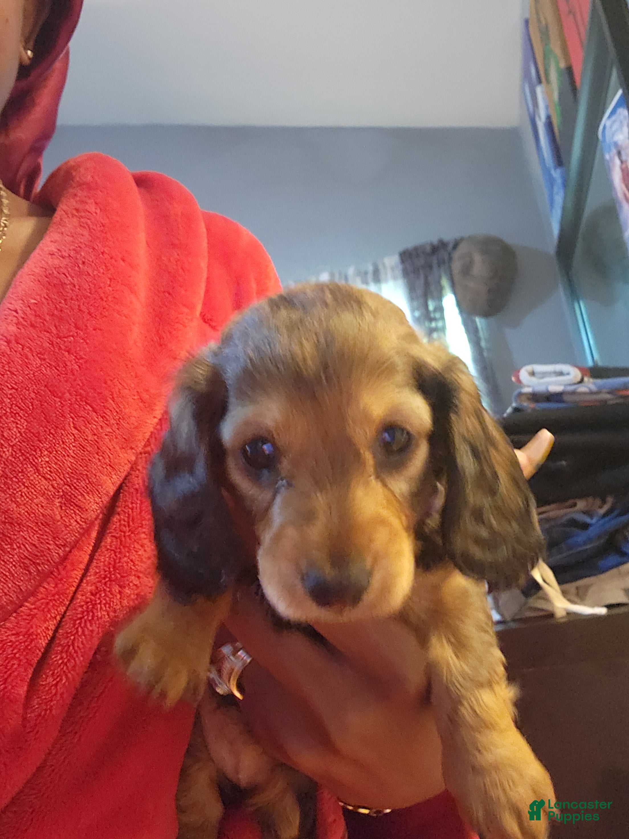 Dachshund dogs for sale: Dachshund Puppy Spots - Ad 3