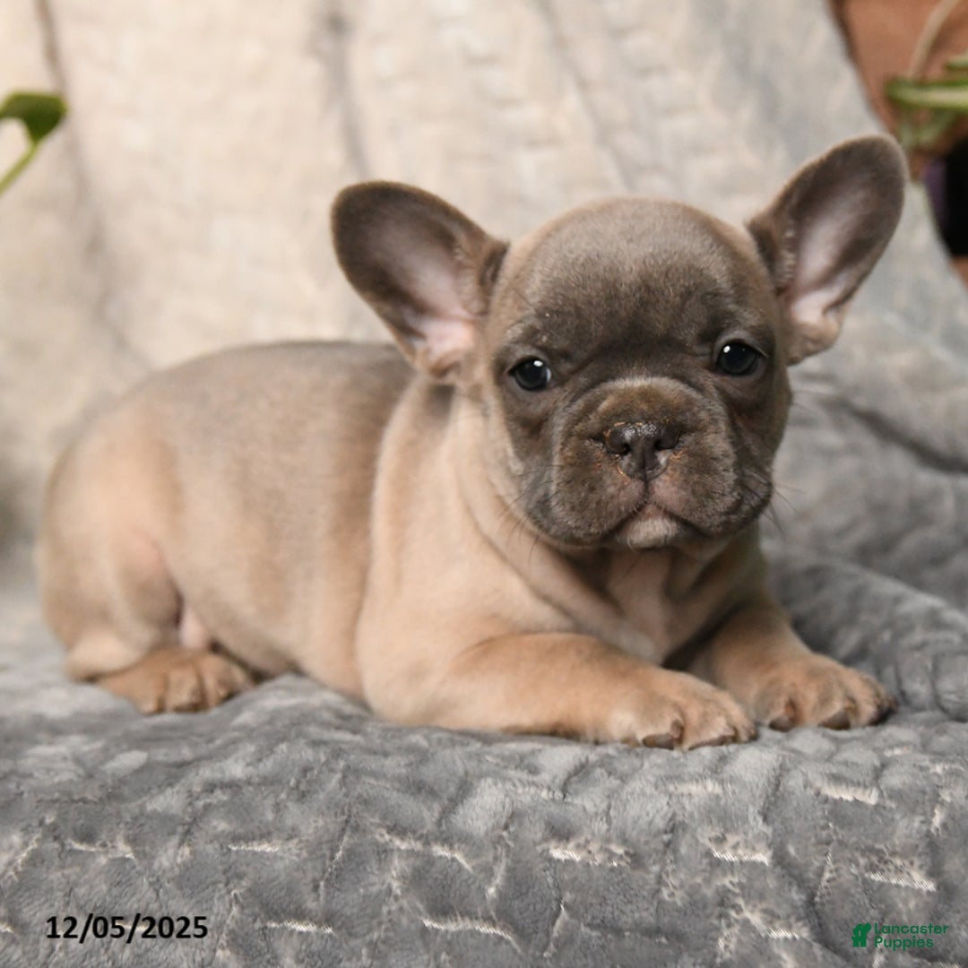 French Bulldog dogs for sale: Nougat - Ad 3