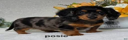 Miniature Dachshund dogs for sale: Posie - Ad 7