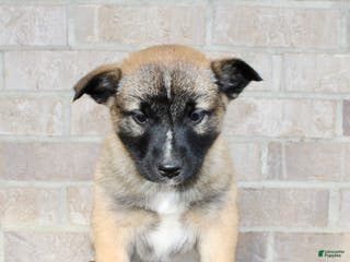 Mixed Breed dogs Sarge - Ad 23