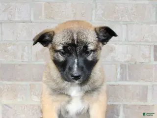 Mixed Breed dogs Sarge - Ad 10