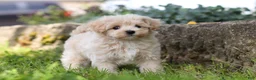 Maltipoo dogs for sale: Piper - Ad 7