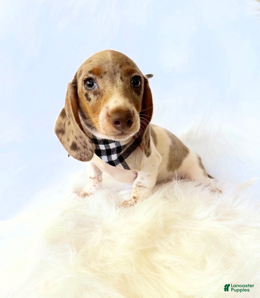 Miniature Dachshund dogs AKC Woody - Ad 24