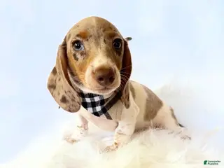 Miniature Dachshund dogs AKC Woody - Ad 24