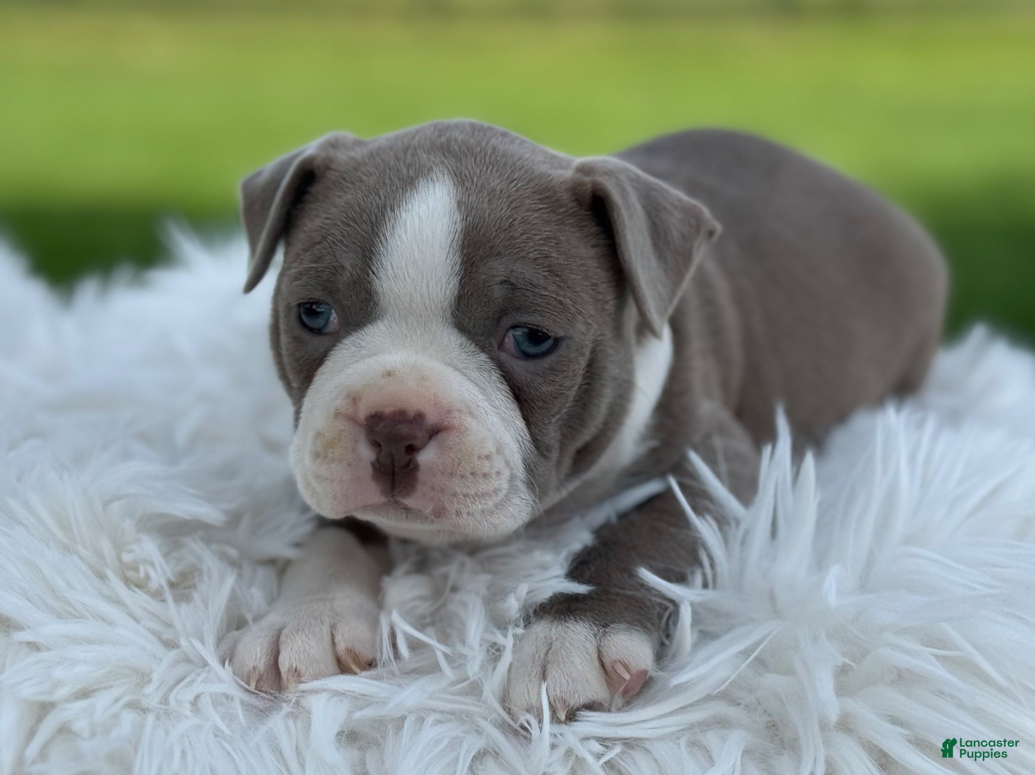 Boston Terrier dogs Diesel special needs - Ad 2