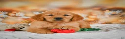 Golden Retriever dogs for sale: Honey - Ad 5