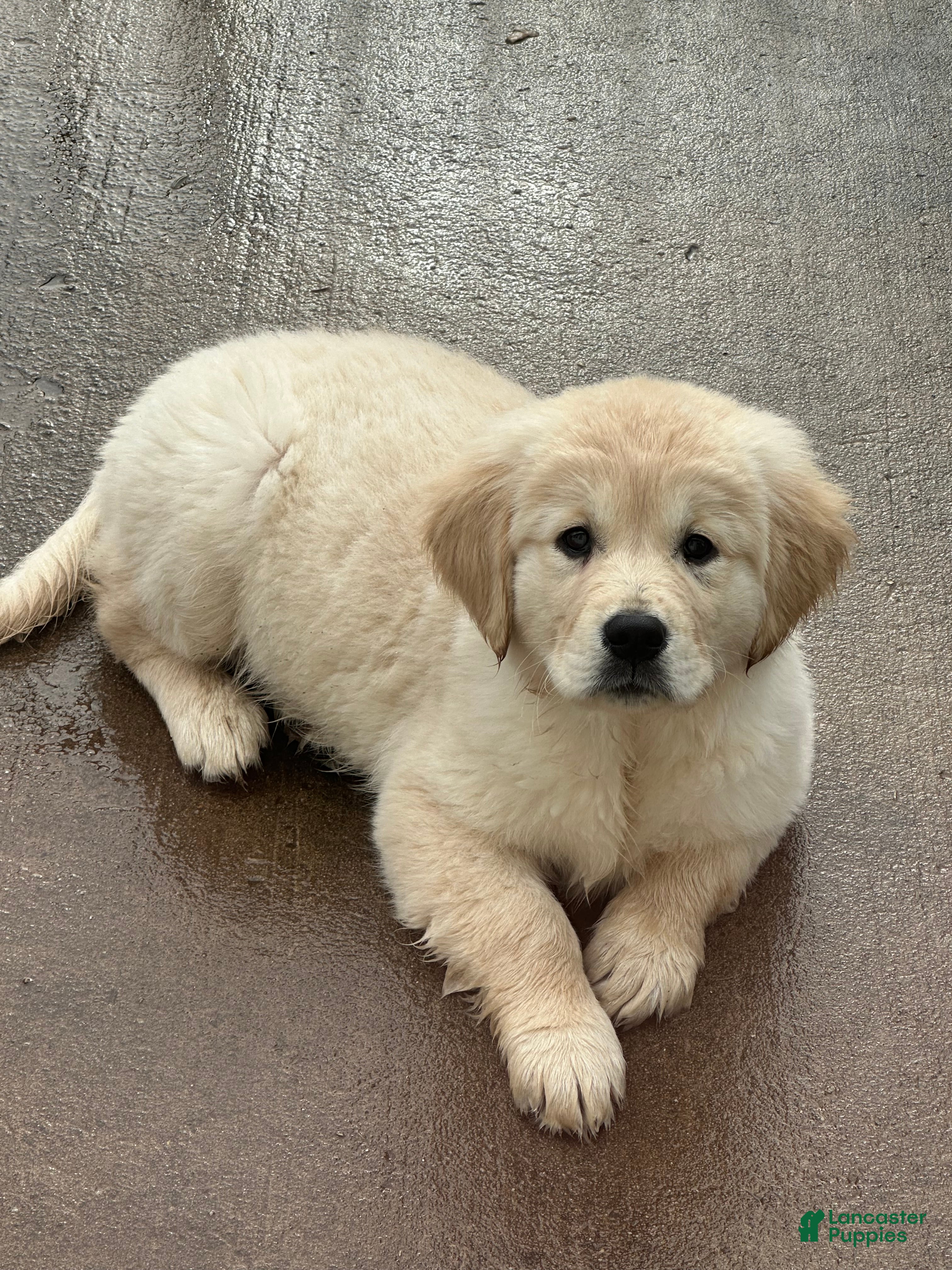 Golden Retriever dogs Golden Retriever Puppy 1 - Ad 1