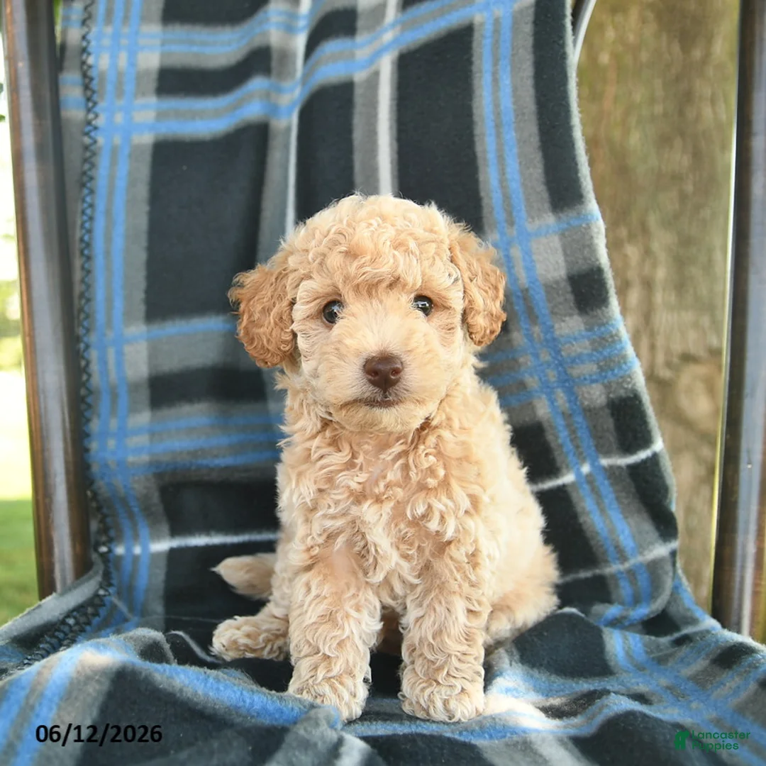 Bichpoo dogs for sale: Mac  - Ad 2