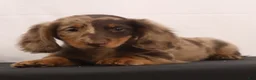 Dachshund dogs for sale: Rusty - Ad 4