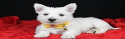 West Highland Terrier dogs for sale: Echo - Ad 1