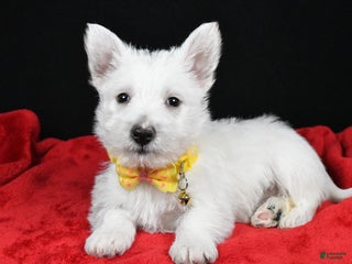 West Highland Terrier dogs Echo - Ad 7