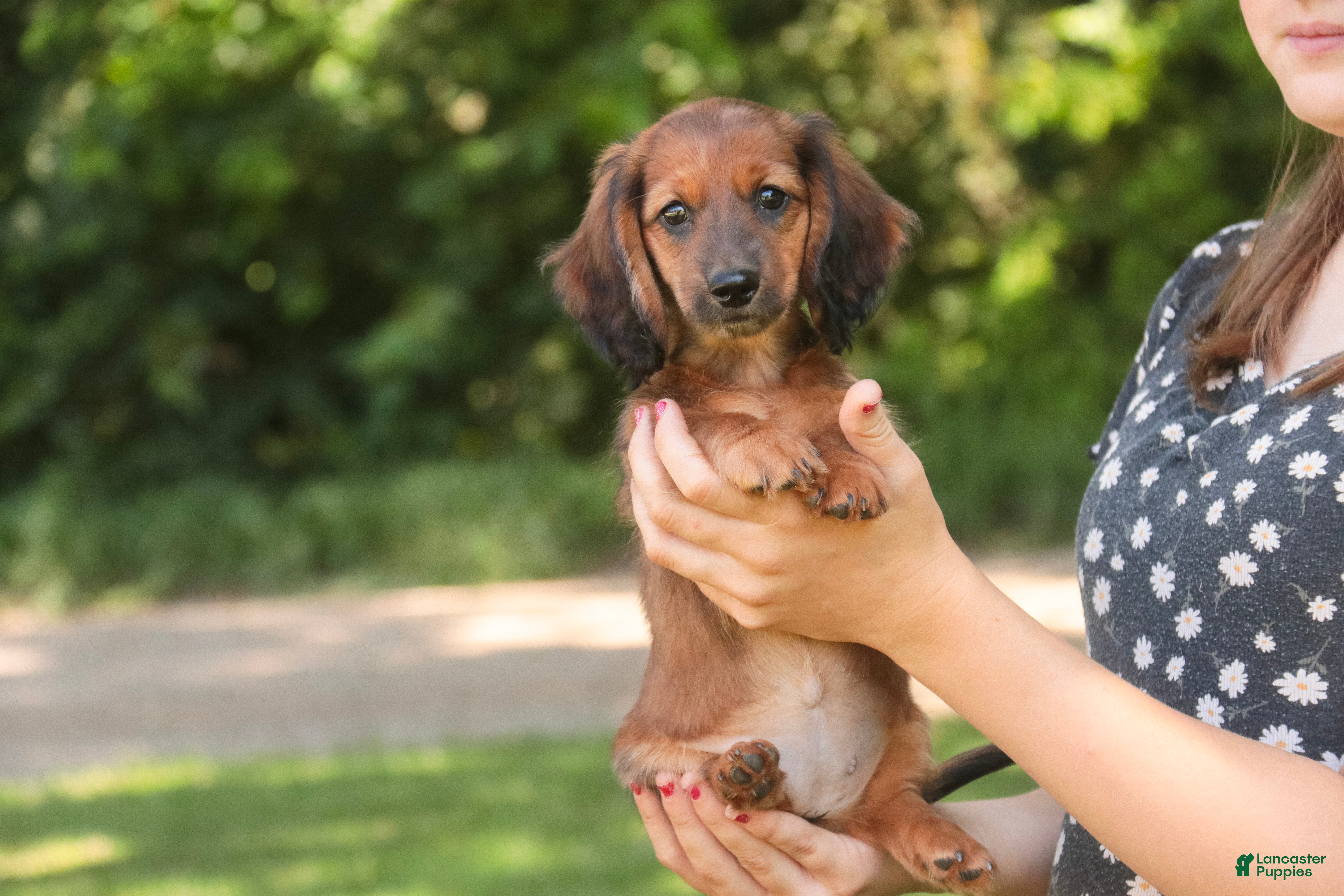 Miniature Dachshund dogs Annie Miniature Dachshund  - Ad 1