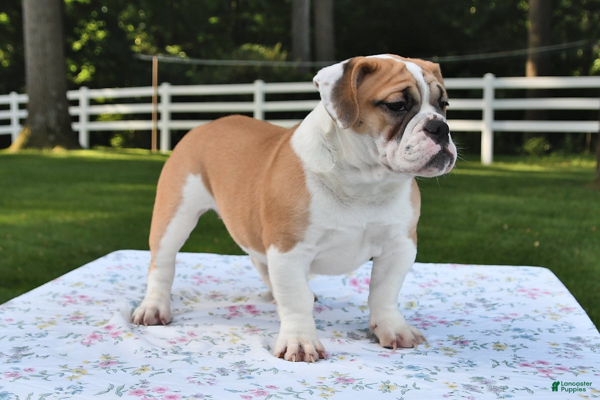 Mixed Breed dogs Summer - Ad 1