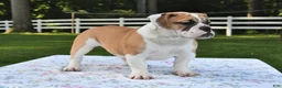 Mixed Breed dogs for sale: Summer - Ad 1